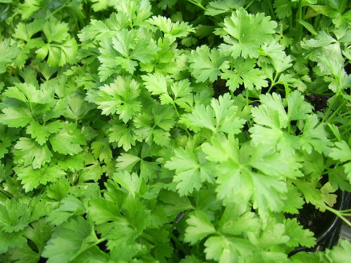 Parsley - planting, growing and harvesting