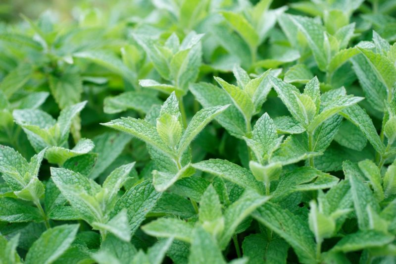 peppermint-information-planting-care