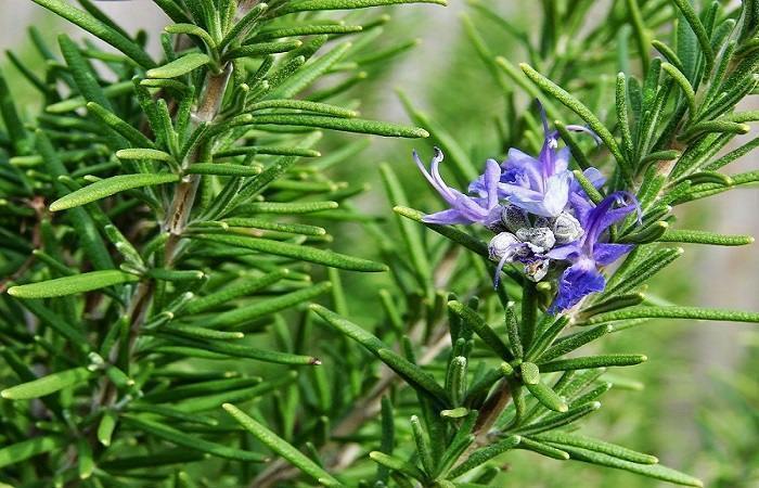 rosemary-with-flowers