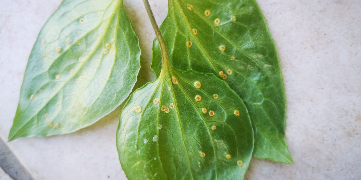 Rust diseases - identify and control