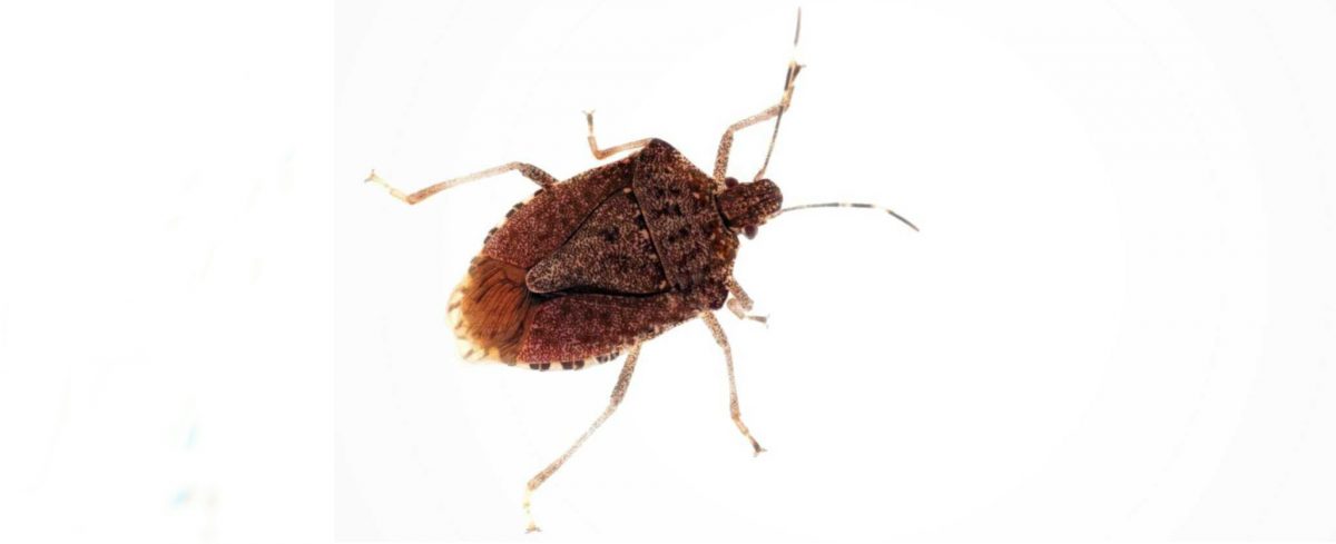 How to get rid of Stink Bugs