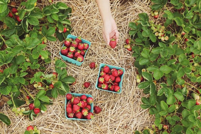 Strawberry, planting, growing and harvesting