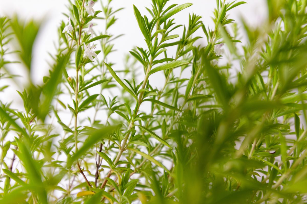 Summer savory - planting, growing and harvesting
