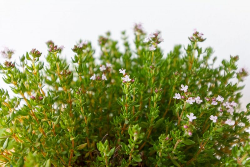 thyme-information-planting-care