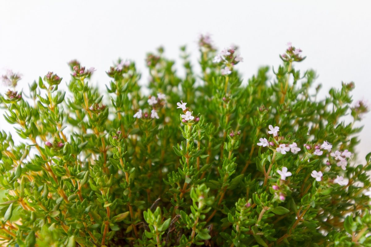 Thyme - planting, growing and harvesting