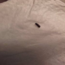 what-are-these-insects-in-the-bathroom-and-in-the-bedroom-next-to-the-bathroom-1