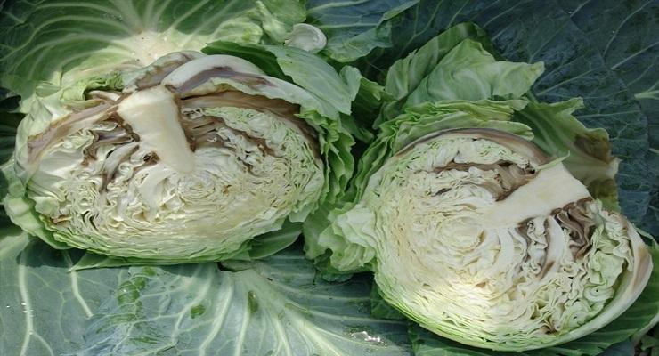 Bacterial soft rot of cabbage (Pectobacterium carotovorum subsp. carotovorum) - identify and control