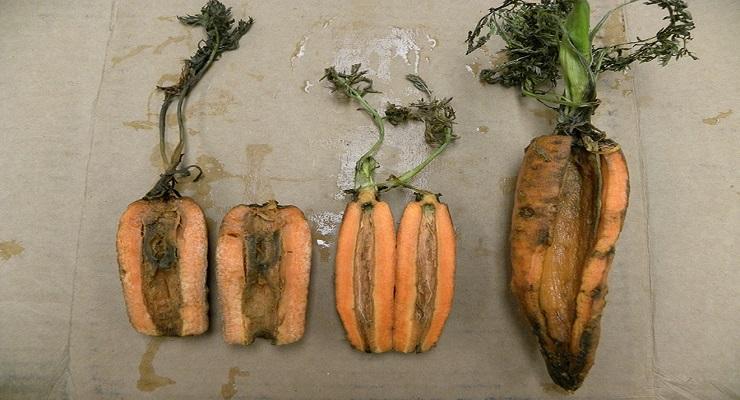 Cottony soft rot of carrot (Sclerotinia sclerotiorum) - identify and control