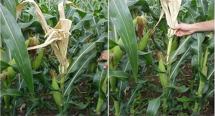 Bacterial stalk rot of maize (Dickeya zeae) - identify and control