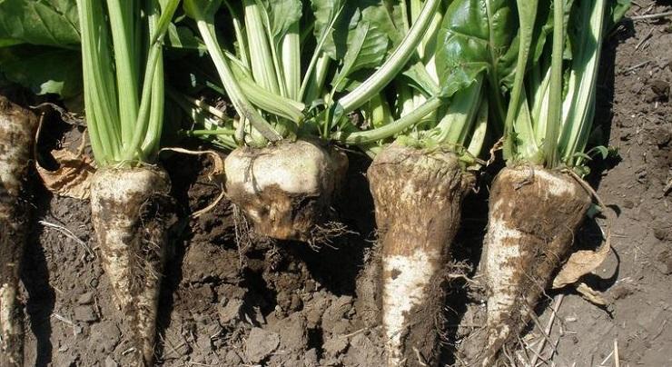 Beet, cultivation and harvesting technology