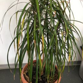 Dracaena with partially yellowed leaves ARM EN Community