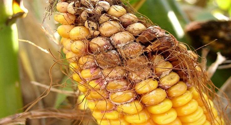 Bacterial stalk rot of maize (Dickeya zeae) - identify and control