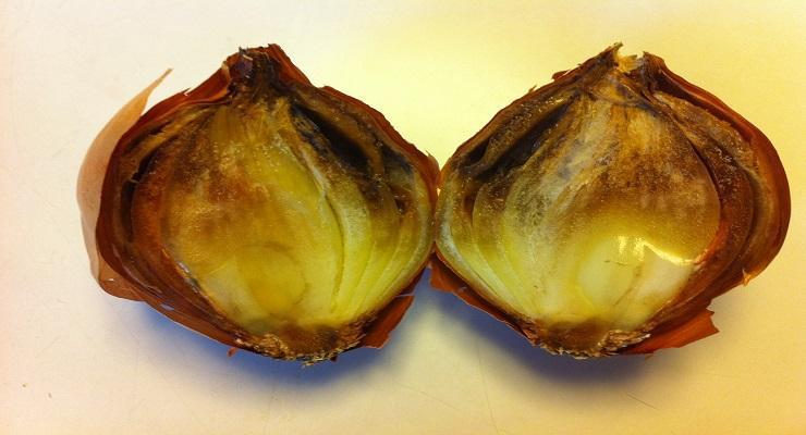 Onion neck rot (Botrytis allii) - identify and control
