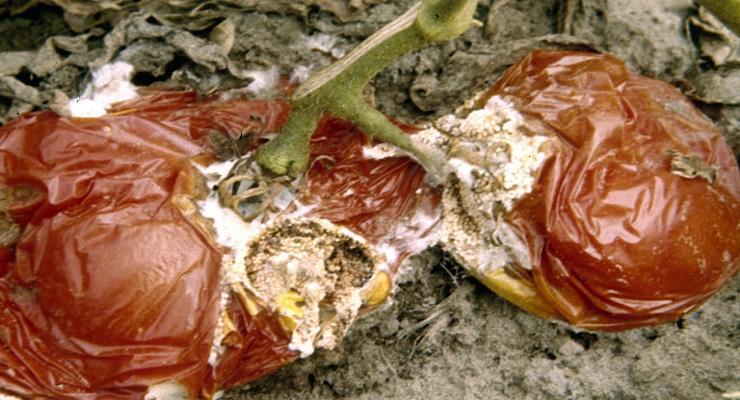 rhizoctonia-fruit-rot