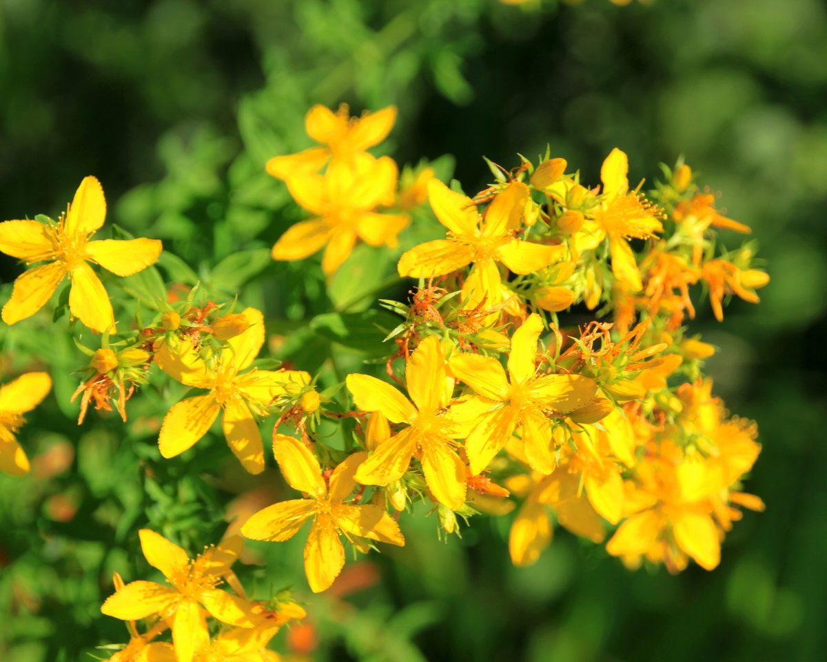 St John's-wort - planting, growing and harvesting