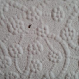 What solution do I apply on the walls and carpet against insects? ARM EN Community