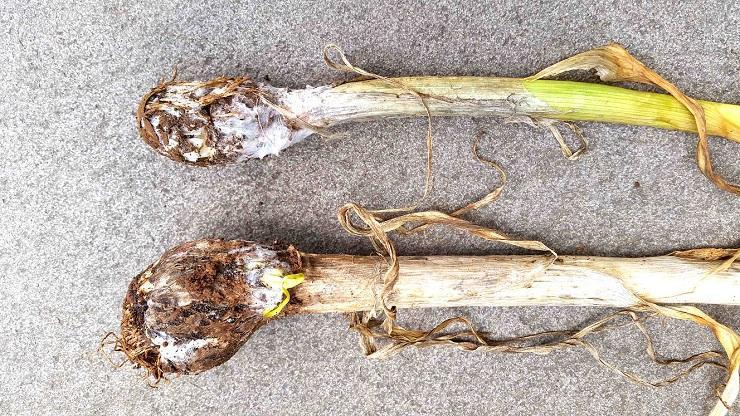 Violet root rot (Rhizoctonia violacea) - identify and control
