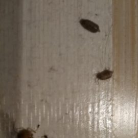 A treatment against German cockroaches ARM EN Community