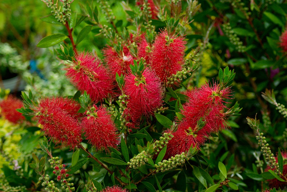 Callistemon, plant care and growing guide