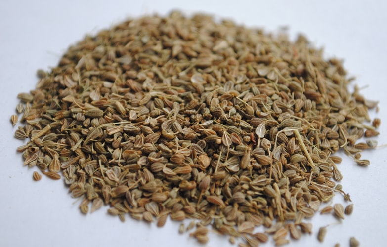 Caraway - planting, growing, and harvesting