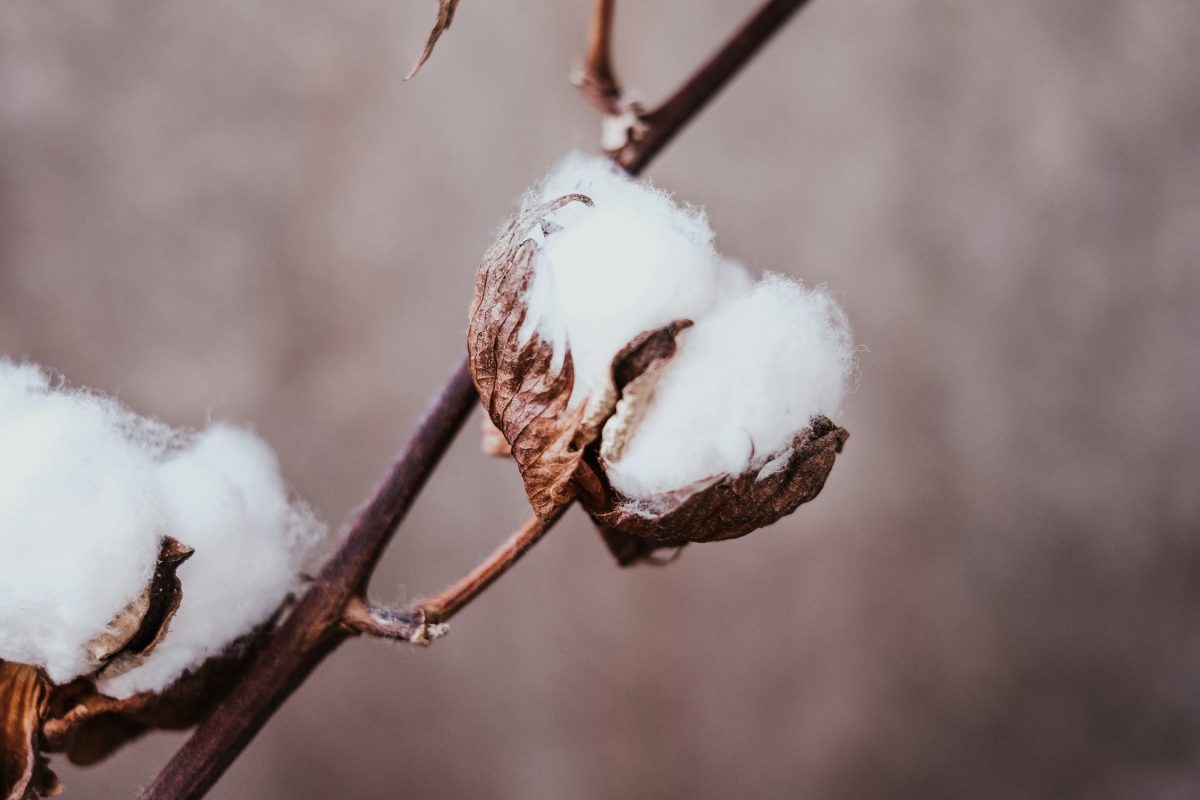 Cotton, cultivation and harvesting technology