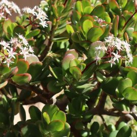 crassula-ovata-jade-plant-tips-care-cultivation