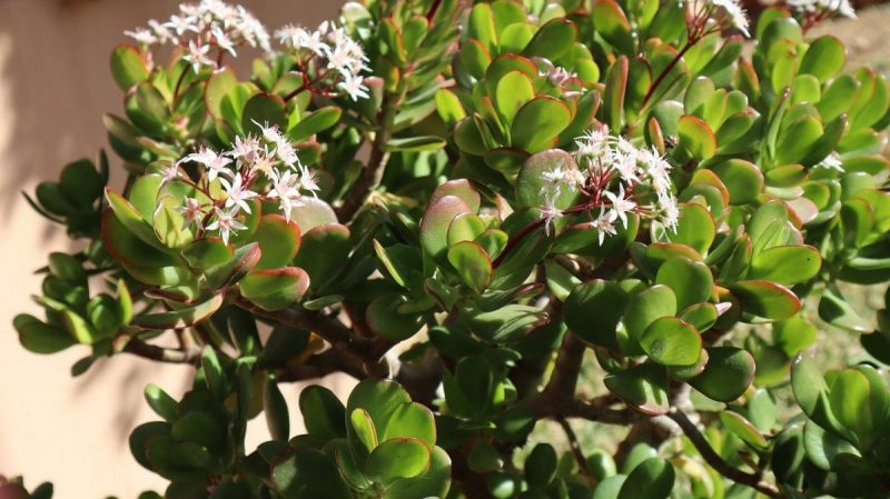crassula-ovata-jade-plant-tips-care-cultivation