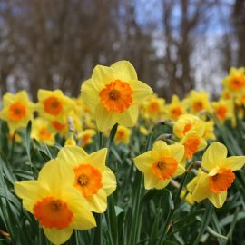 daffodils-cultivation-care