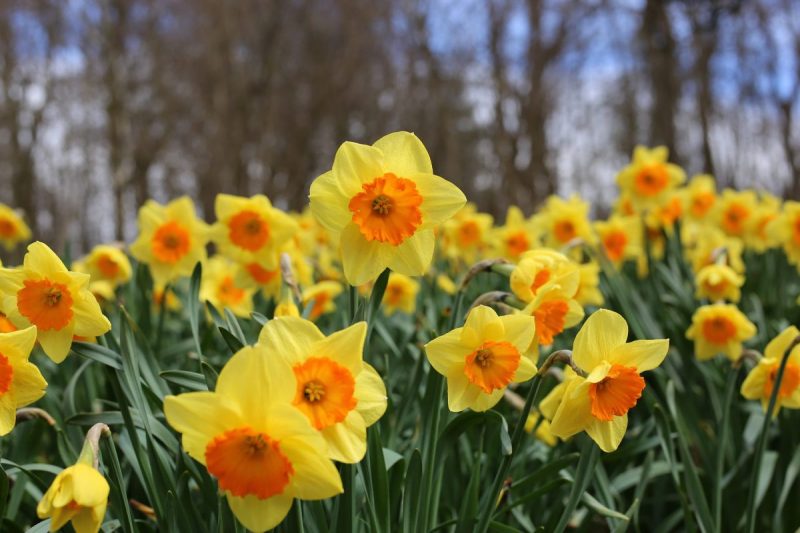 daffodils-cultivation-care