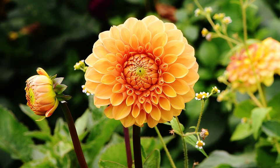 Dahlia, planting guide and care work