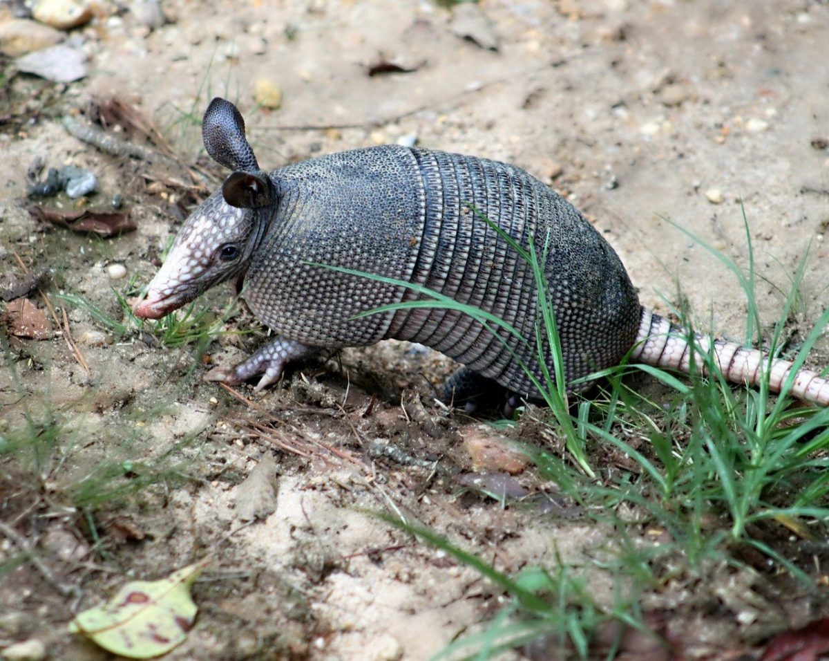 How to get rid of Armadillos