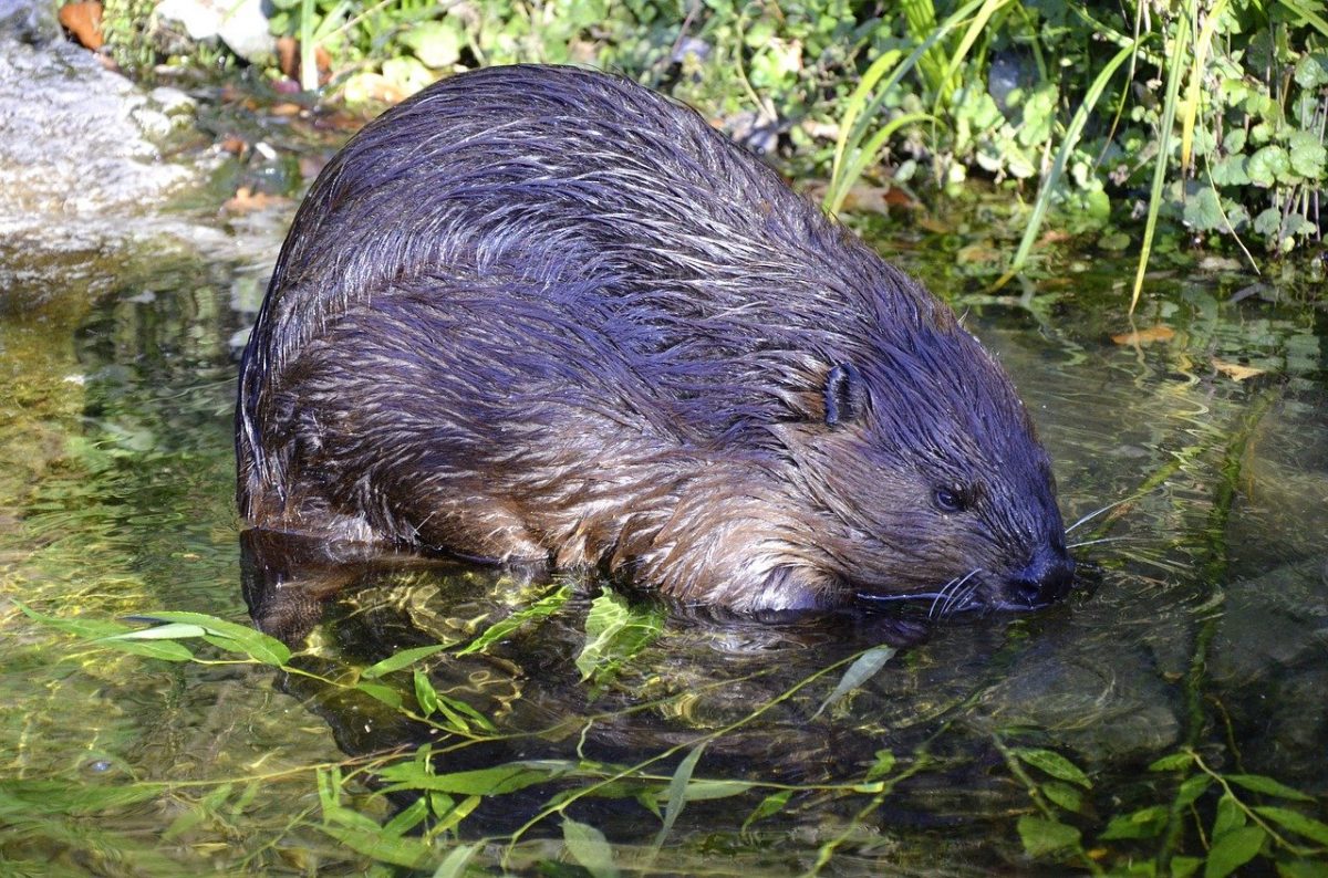 How to get rid of Beavers