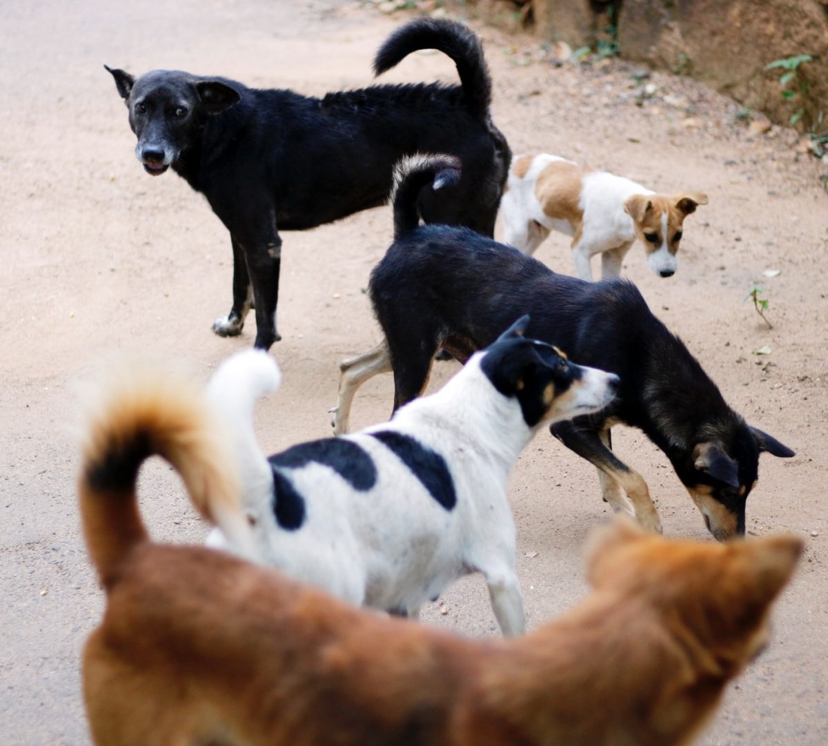 How to get rid or catch Stray Dogs