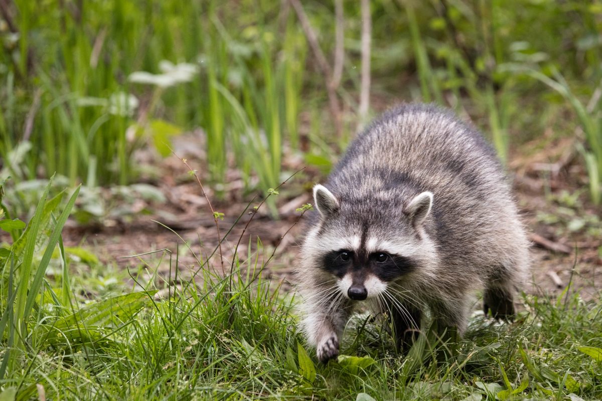 How to get rid of Raccoons