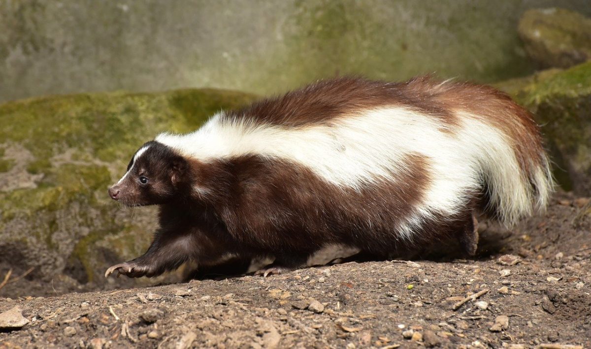 How to get rid of Skunks