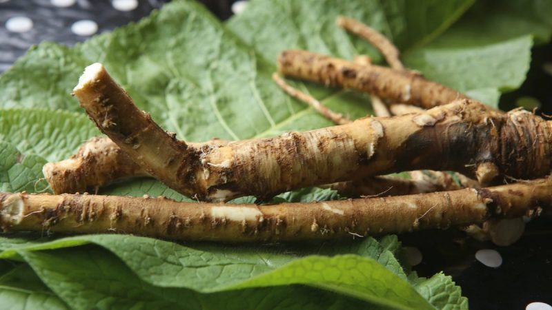 Horseradish, information about crop management