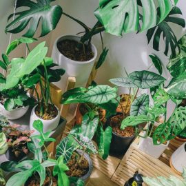 indoor-plants-symptoms-solutions