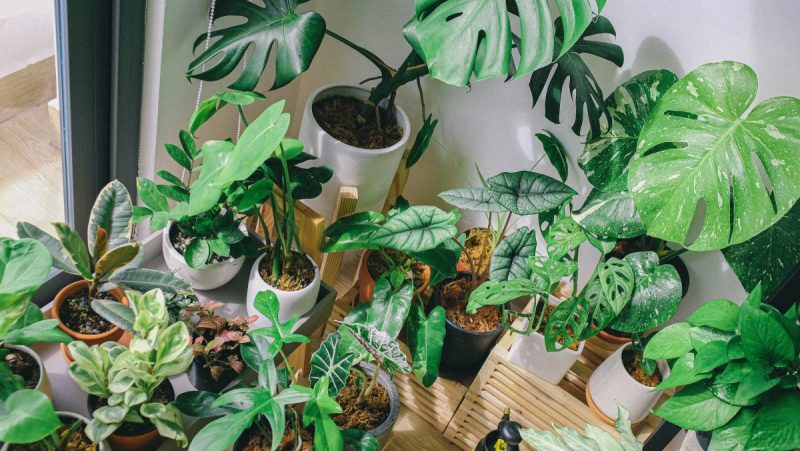 indoor-plants-symptoms-solutions