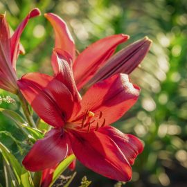 lilies-cultivation-care-advice