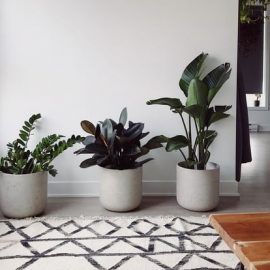 locations-for-indoor-plants