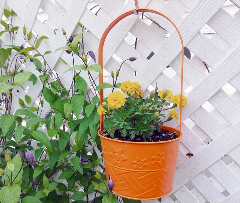 marigolds-flower-pot