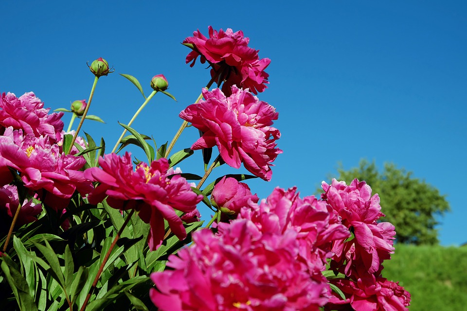 Peony, planting guide and care work
