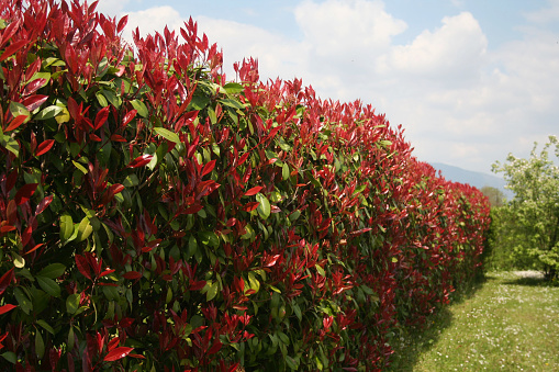 Photinia x fraseri, planting guide and care work