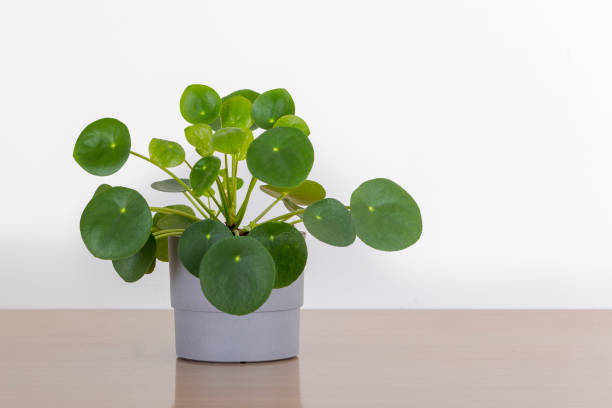 Pilea, plant care and growing guide