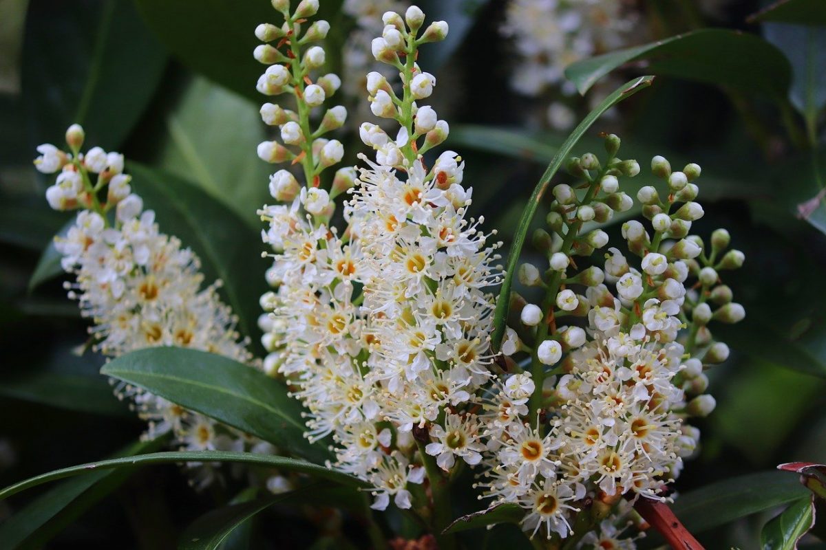 Cherry laurel, planting guide and care work