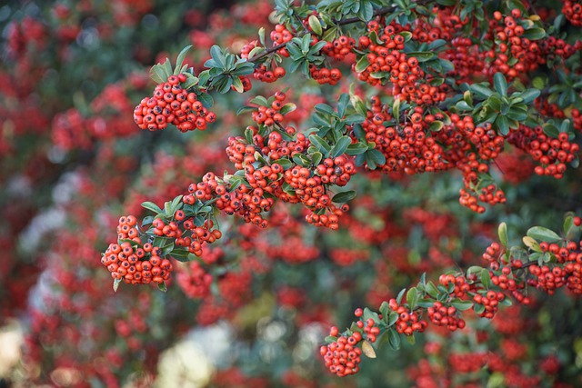 Pyracantha coccinea, planting guide and care work