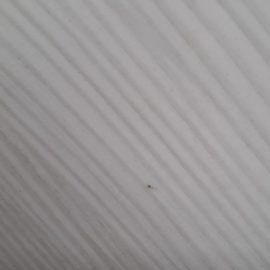 Insects found in the house, similar to ants ARM EN Community