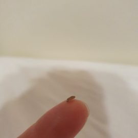 Treatment against small cockroaches in the bathroom and kitchen ARM EN Community