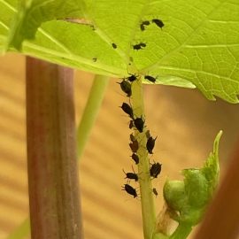 Grape vine – aphid attack ARM EN Community