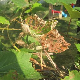Grape vine – Japanese beetle attack ARM EN Community